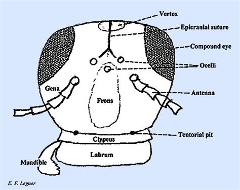 Vertex, Epicranial Suture, Compound Eye, Ocelli, Antenna, Gena, Frons ...