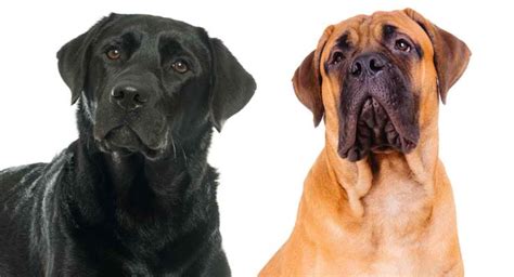 Mastiff Lab Mix - A Complete Guide To The Mastador Dog