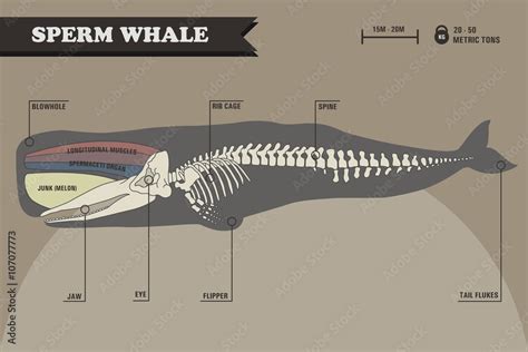 Sperm whale skeleton. Stock Vector | Adobe Stock