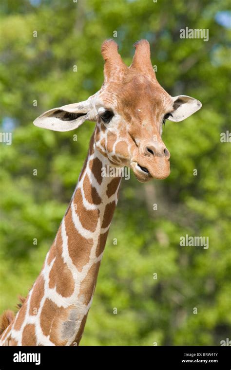 Giraffe Mammal Wildlife Herbivorous "Safari Animals" "Animal Head" "Animal Neck" "Long Neck ...