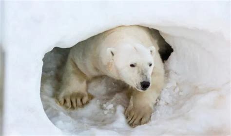 How do polar bears protect themselves from predators during their hibernation? - Quora