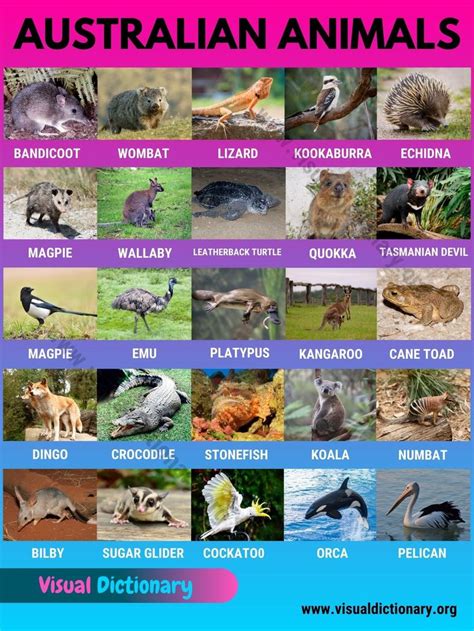 Australian Animals: List of 30 Famous Animals in Australia - Visual ...