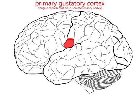 Sensory Systems | Gustatory (Taste) System – Integrated Human Anatomy and Physiology Part 2