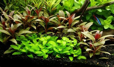 Alternanthera Reineckii 'mini' - Aquascape Life