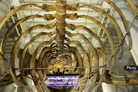 Image of Skeleton of Whale in Government Museum Chennai-BX187257-Picxy