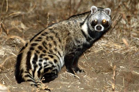 17 Best images about civet on Pinterest | The family, Tropical forest and Cats