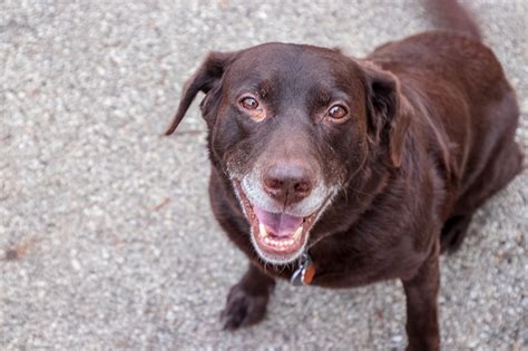 Caring for Senior Dogs