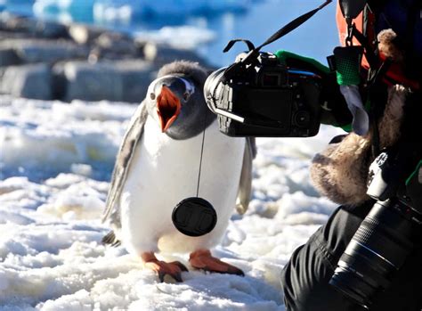 Antarctic Wildlife - Getting Up Close And Personal