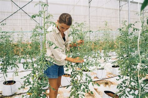 How to Start Your Own Tomato Farm in 7 Easy Steps - Abraham and Grace ...