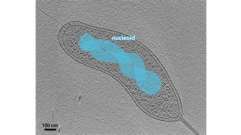 2.10 Nucleoid | Atlas of Bacterial and Archaeal Cell Structure