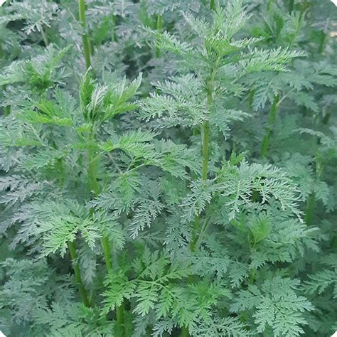 Artemisia Seeds - Sweet Annie - Heirloom Untreated NON-GMO From Canada