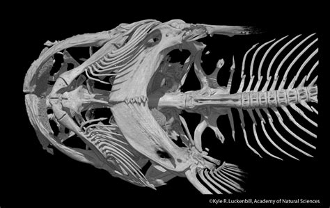 Catfish skeleton