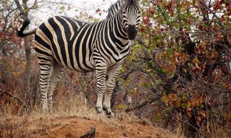 Mozambique Wildlife Guide