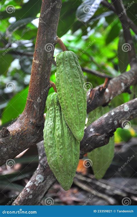 Cacao pod on tree stock image. Image of food, environment - 23359821