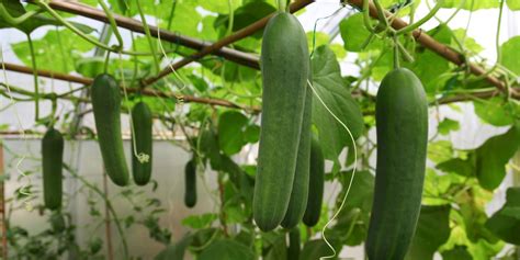 How to Grow Cucumbers - Growing Cucumbers