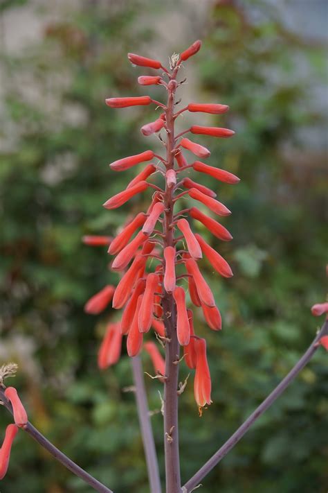 Aloe Flower Report, Early March 2016