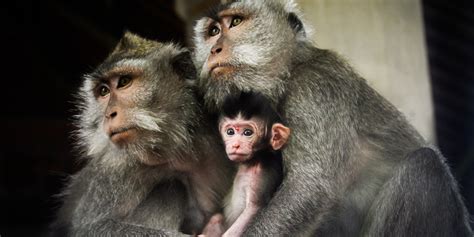 Is Big Pharma’s favorite lab monkey endangered? | Fortune