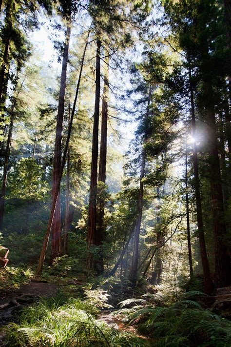 The Breathtaking Forests of the Bay Area | by The Bold Italic Editors | The Bold Italic