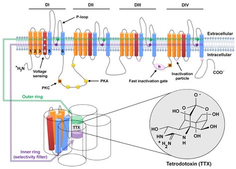 Marine Drugs | Free Full-Text | Tetrodotoxin (TTX) as a Therapeutic ...