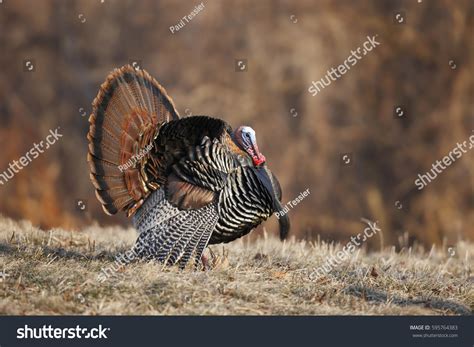 Male Wild Turkey Full Strutting Display Stock Photo 595764383 ...