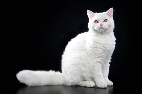 Selkirk Rex Cat: The Essential Breed Guide | Pets4You