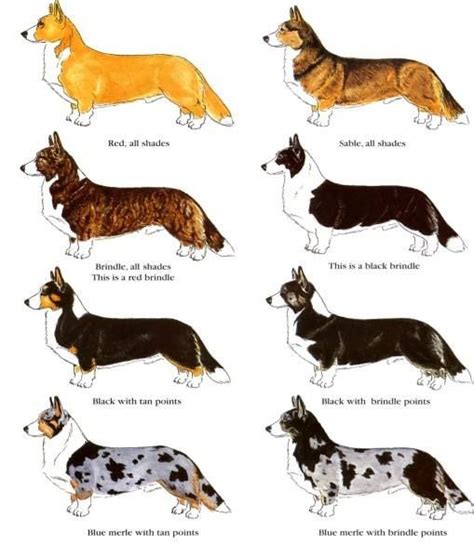 Corgi Color Breeding Chart