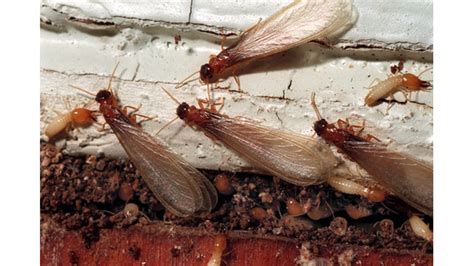 ‘Super Bug’ Termite spreading in Florida chews through concrete and plumbing, spits acid ...