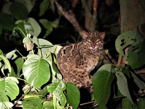 The Wonderful Marbled Cat of Borneo and SE Asia