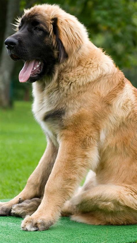 Leonberger Size Comparison