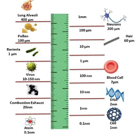 Scale of science from millimeter (mm) to nanometer (nm) | Download Scientific Diagram