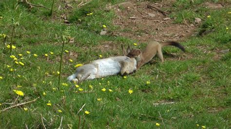 STOAT HUNTING A RABBIT by Alan Kingwell - YouTube