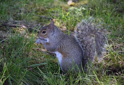 Animals Native To Arkansas