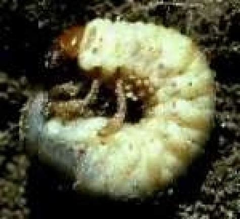 Beneficial nematodes seek out and kill all stages of harmful soil-dwe