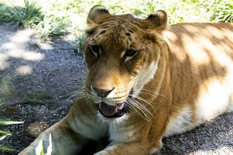 Tigon Facts: 11 Things You Didn't Know About These Tiger-Lions