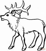 Free Printable Elk Coloring Pages  Home sketch template