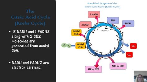 microbial metabolism mic exam study guide for exam 2 - YouTube