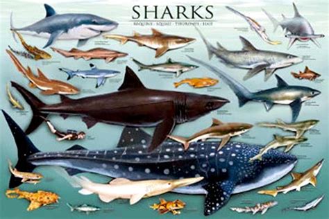 World of Sharks – "OCEAN TREASURES" Memorial Library