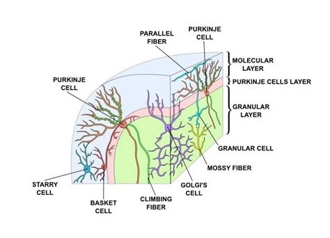 Cerebellar cortex structure, function, location, layers and fibers ...