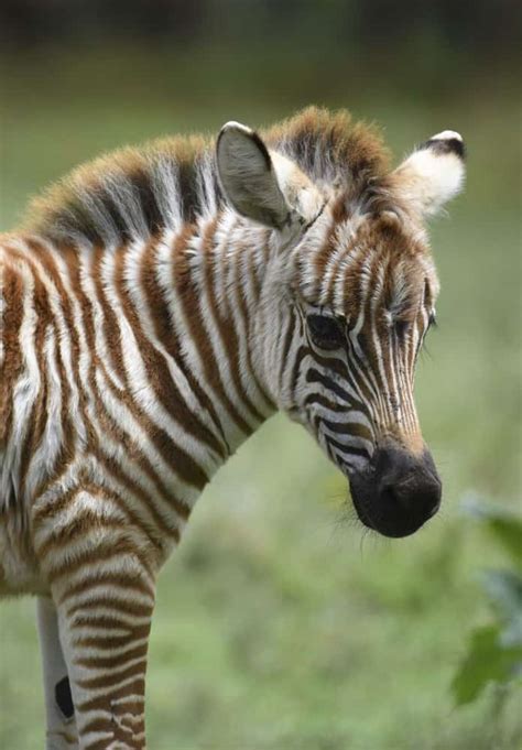 Rare Luminescent Golden Zebra Has Been Photographed Just Seconds After Being Born