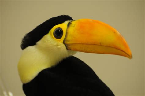 Baby Toco Toucan - 06 | To learn more about our toco toucan … | Flickr