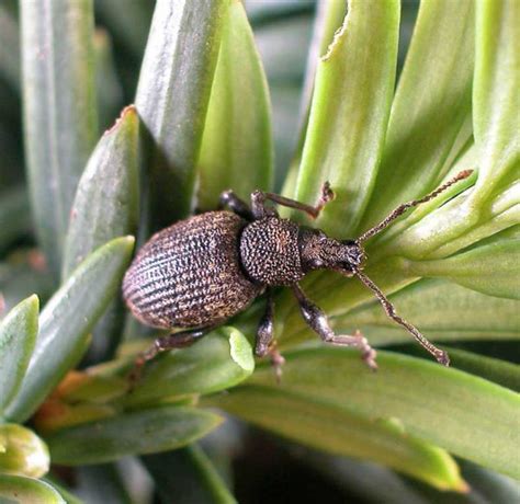 Boll Weevil - Learn About Nature