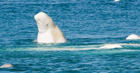 Belugas, the Sea Canaries: Deciphering a complex communication system ...