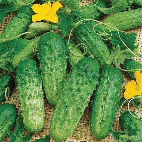 Buy 20 Pcs Mini Japanese Cucumber Seeds | Free Shipping