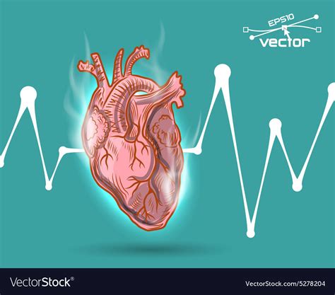 Human heart beat Royalty Free Vector Image - VectorStock