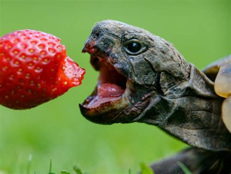 Reptiles & Amphibians | Proper Nutrition