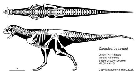 Carnotaurus skeleton | Animais pré-históricos, Arte com tema de dinossauro, Pré história