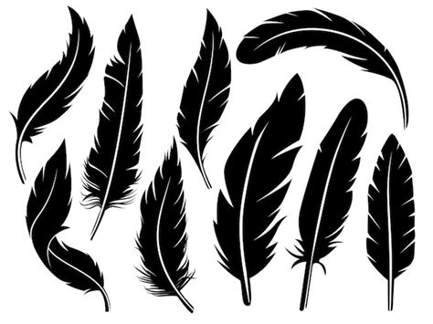 Feather Vectors, Photos and PSD files | Free Download