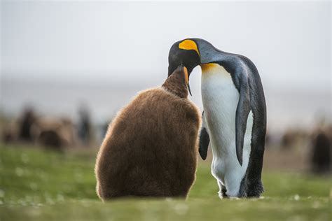 King Penguin Mother and Chick | Sean Crane Photography