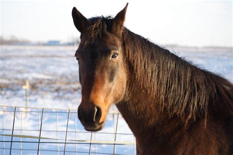 Winter Horse Face Portrait | Our standardbred mare, Sioux, s… | Flickr