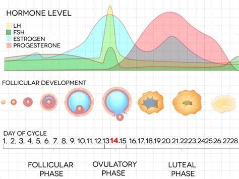 Phases of Menstrual Cycle - Nevada Center for Reproductive Medicine